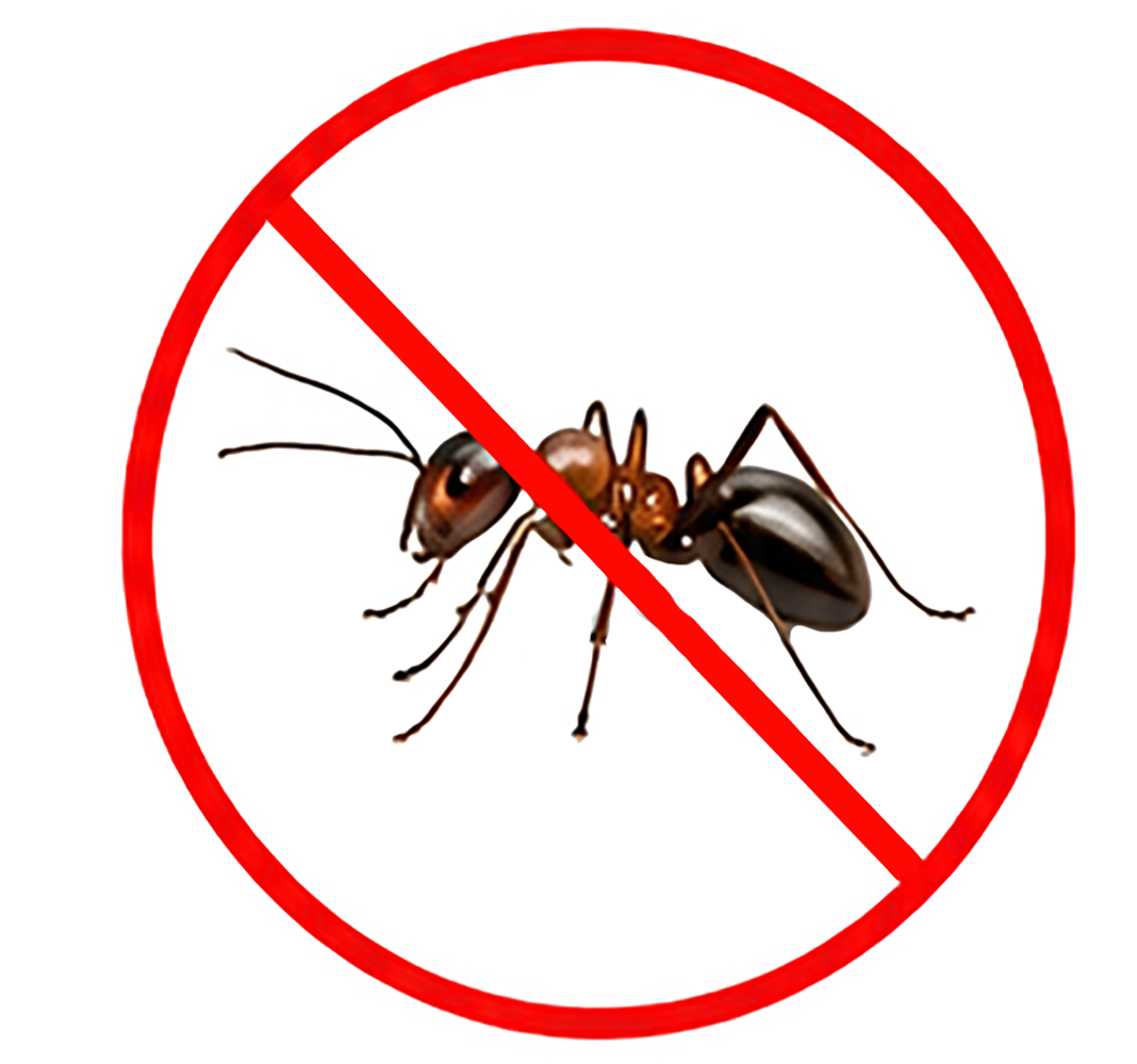 Ants