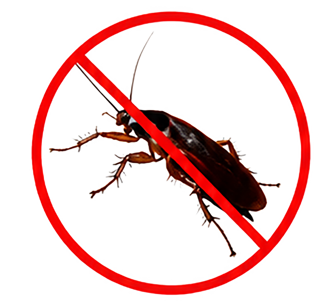 Cockroaches