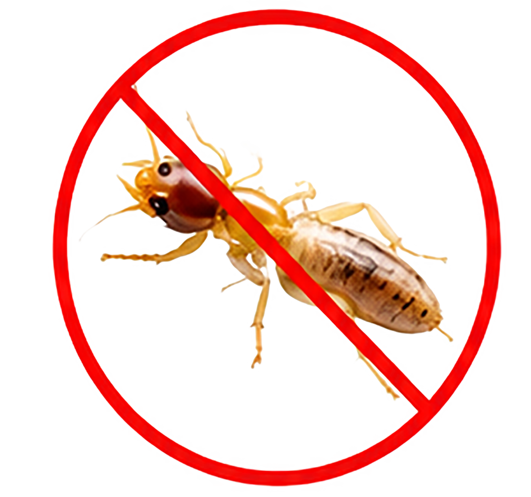 Termites